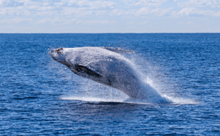 Observation des baleines Australie